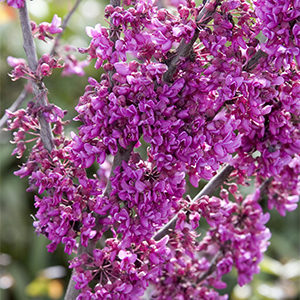 Oklahoma Redbud