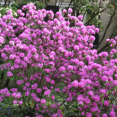 Olga Mezitt Rhododendron