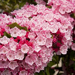 Olympic Fire Mountain Laurel