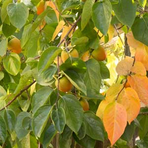 Oriental Persimmon