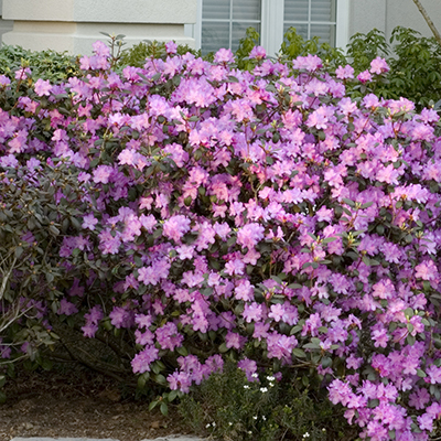P.J.M. Rhododendron