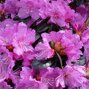 P.J.M. Rhododendron