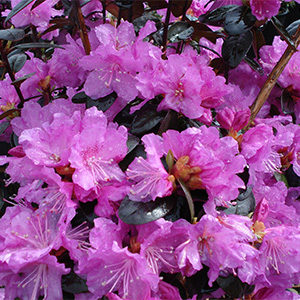 P.J.M. Rhododendron