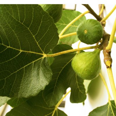 Peter’s Honey Fig fruit on tree