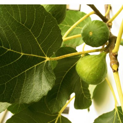 Good Eats: How to Grow Healthy Fig Trees