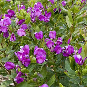 Petite Butterflies Sweet Pea Shrub