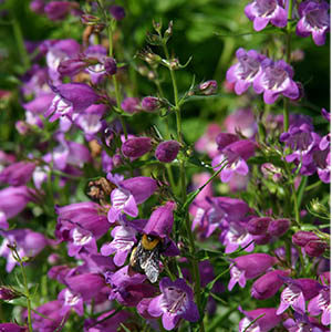 Pikes Peak Purple® Penstemon