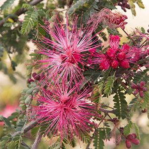 Pink Fairy Duster