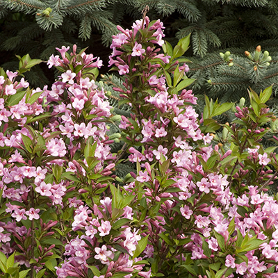 Pink-Poppet-Weigela-400x400