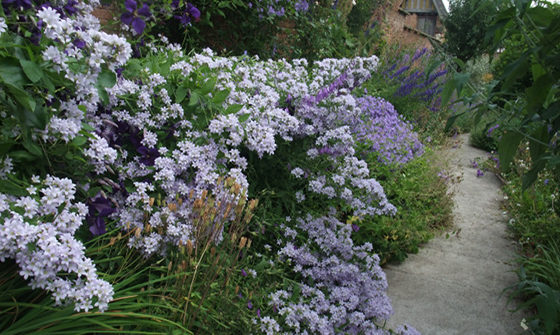 PlantSavvySept16nearlywildclematis560x335@2x