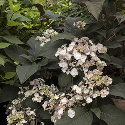 Plum Passion® Improved Hydrangea