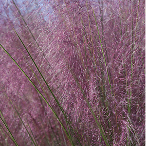 Plumetastic® Pink Muhly Grass