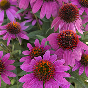 PowWow® Wild Berry Coneflower