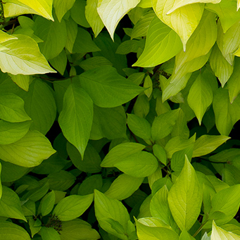 Prairie Fire Dogwood