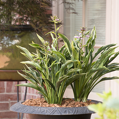 Praying Hands Hosta