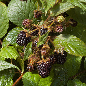 Prime-Jimblackberry300x300