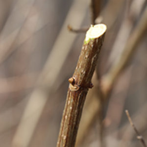 Prune at a 45-degree angle