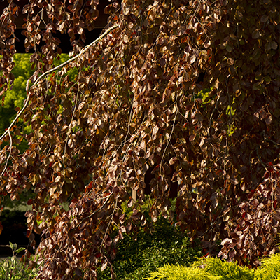 Purple Fountain Beech