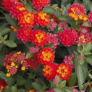 Radiation Bush Lantana