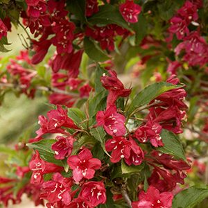 Red Prince Weigela