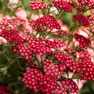 Red Velvet Yarrow