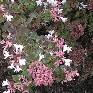 Rose Creek Abelia