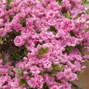 Rosebud Azalea (Azalea x ‘Rosebud’ (Gable Hybrid)