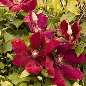 Rouge Cardinal Clematis