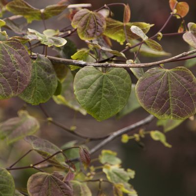 Ruby Falls Weeping Redbud