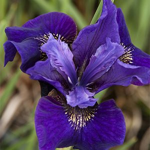 Ruffled Velvet Siberian Iris