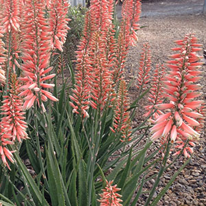 Safari Rose Aloe