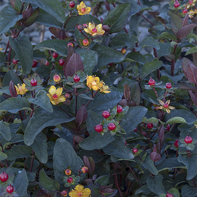 red berries on FloralBerry™ Sangria St. John’s Wort