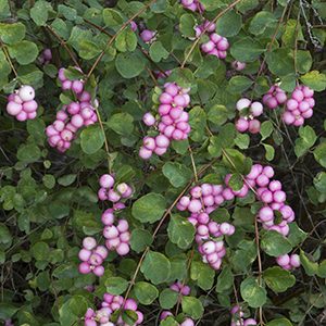 Scarlet Pearl Snowberry