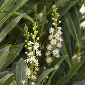 Schipka Cherry Laurel