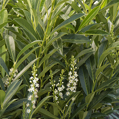 Schipka Cherry Laurel