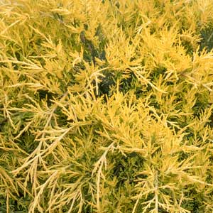 Sea of Gold® Juniper