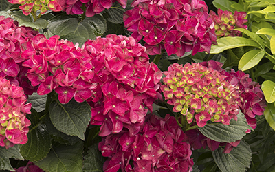 Seaside-Serenade%C2%AE-Cape-Hatteras-Hydrangea-400x250