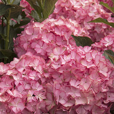 Seaside Serenade® Hamptons Hydrangea