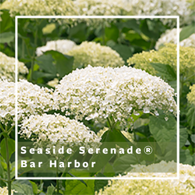 Seaside Serenade® Bar Harbor Hydrangea