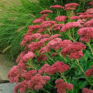 Sedum-Autumn-Joy@2x