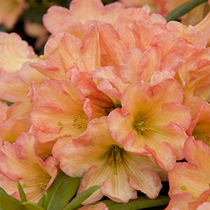 September Song Rhododendron