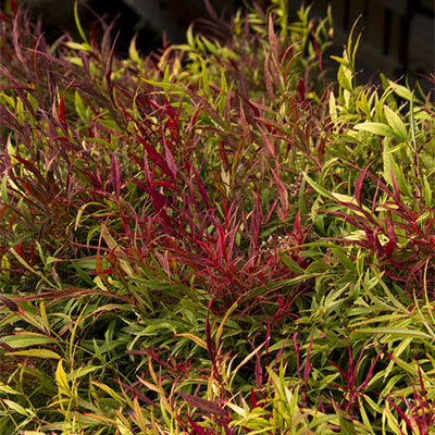 Sienna Sunrise® Heavenly Bamboo