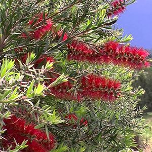 Slim™ Bottlebrush