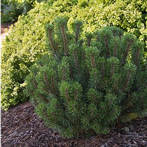 Vanderwolf’s Pyramid Limber Pine