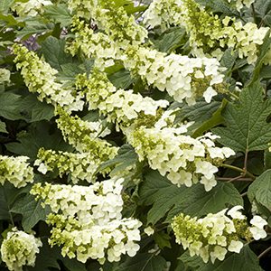 Snow Queen Oakleaf Hydrangea