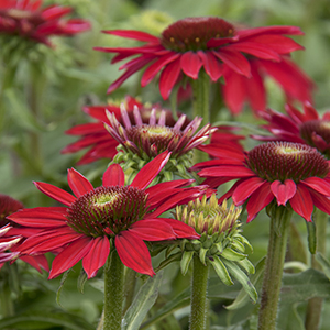 Sombrero® Baja Burgundy Coneflower