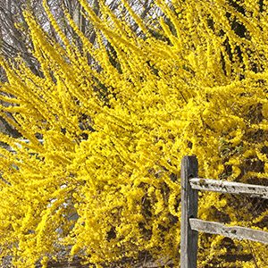 Spring Glory Forsythia (Forsythia x intermedia ‘Spring Glory’)