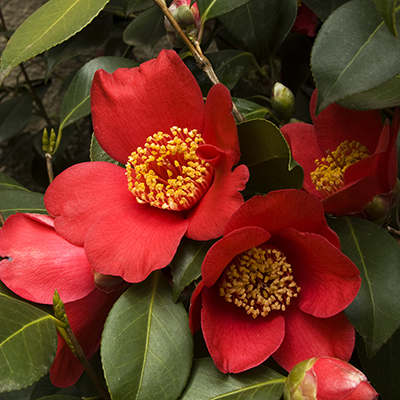 Spring’s Promise Ice Angels® Camellia