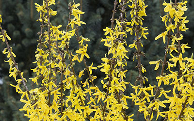 Springshine%E2%84%A2-Forsythia-400x250