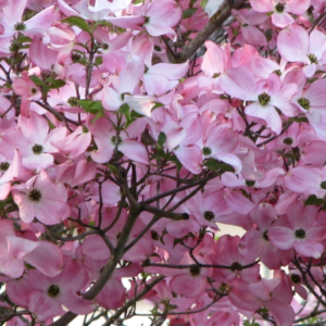 5 Ways To Use Dogwoods